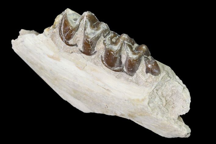 Fossil Horse (Mesohippus) Jaw Section - South Dakota #140901